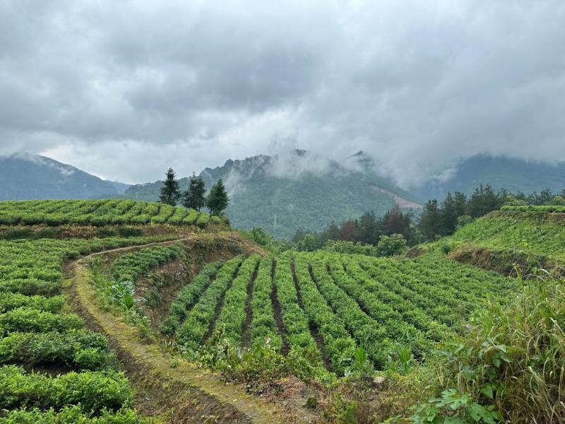 莓茶有机认证